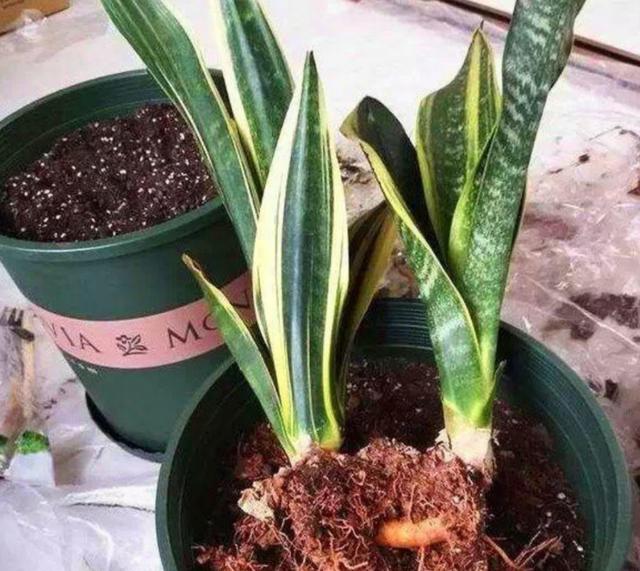 虎尾兰的养殖方法和注意事项