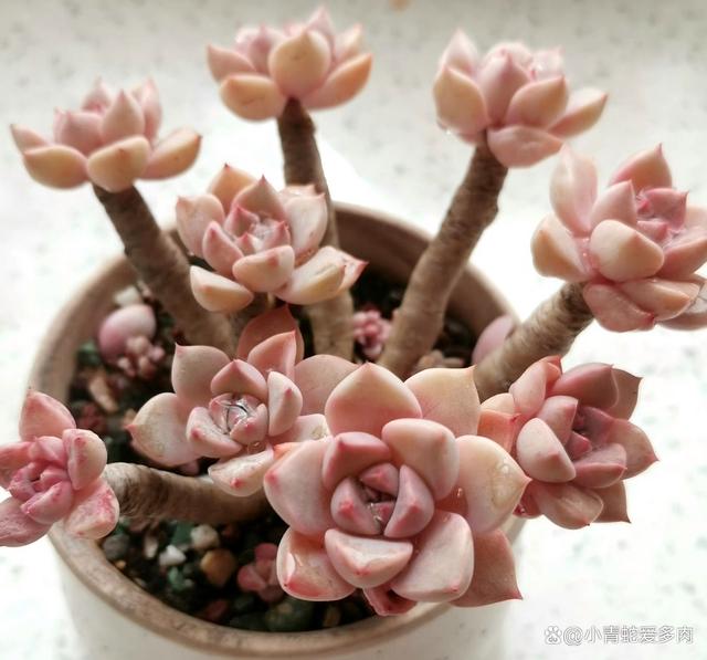 夏天的多肉，大部分多肉变绿，这6款多肉状态却依旧坚挺