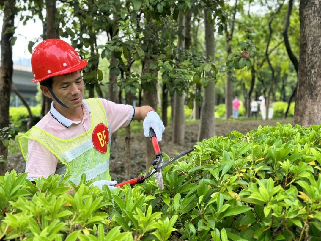 绿化技能大比拼！ 这里有一场园林绿化养护技能竞赛