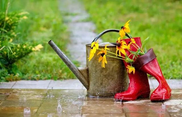 夏天多雨水，这5种花快搬出去，淋淋雨更健康