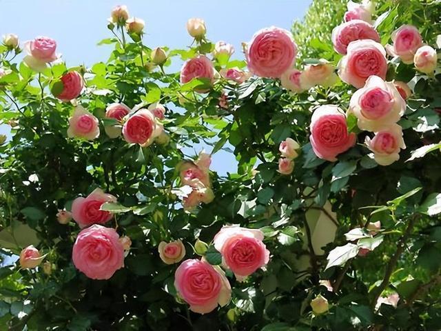 家有小院，种上3种“护宅花”，不是迷信，是老一辈传下的智慧