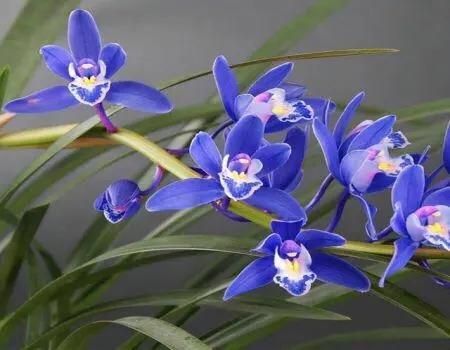 这种懒人花，花色宝蓝，养它几十年，就是“传家宝”