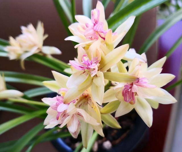 这种兰花形状奇特，香味还十分浓郁，关键一年还能开3次花