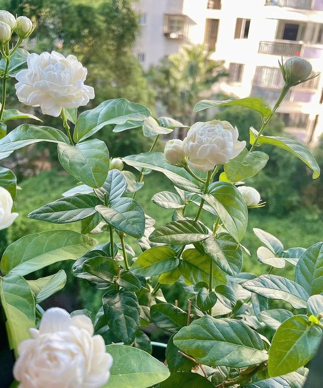 茉莉花界的“男神”，花径4厘米，浓香，多季节开花，你值得拥有