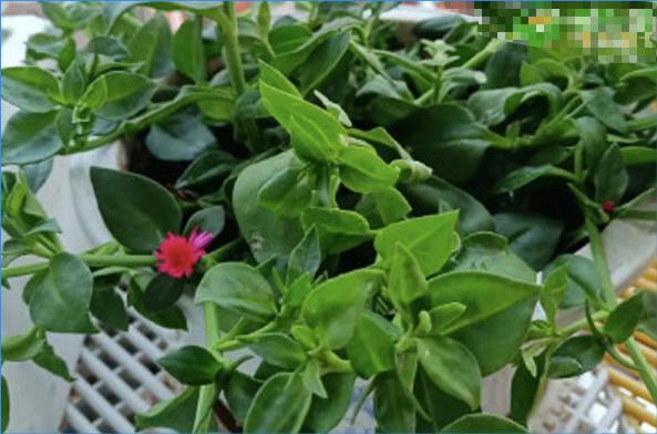 夏天可以扦插的6种花