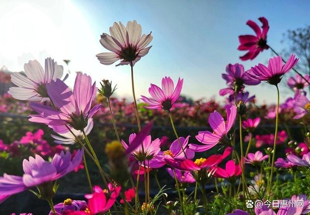 赏花正当时！惠州这些花海欢迎你……
