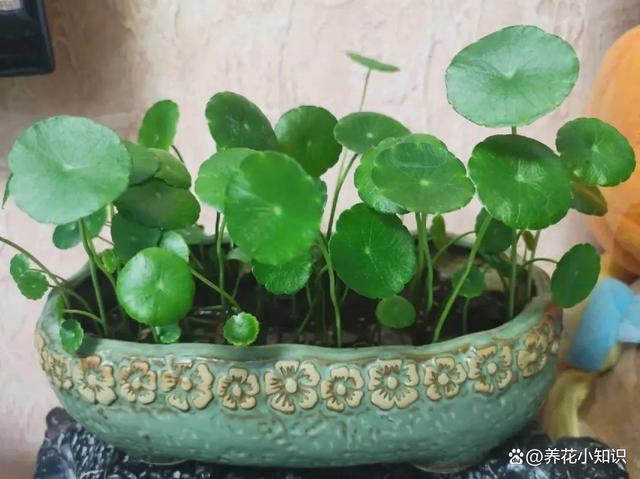 养花养不好的原因，可能就藏在这些小细节里！
