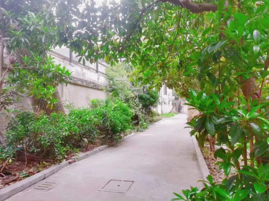 武夷路这里的绿化微景观改造完成