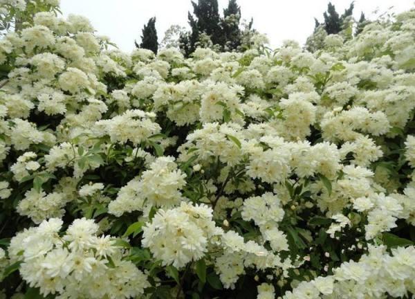 喜欢花吗？想在家里养花吗？建议种植这一种
