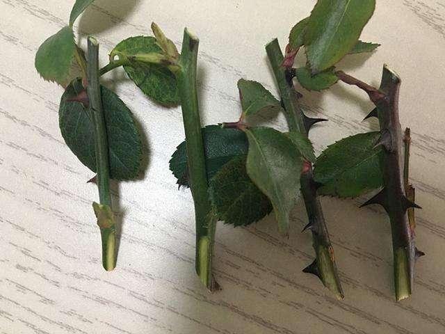6、7月里，可以“扦插”这4种植物，天气越热，生根越快