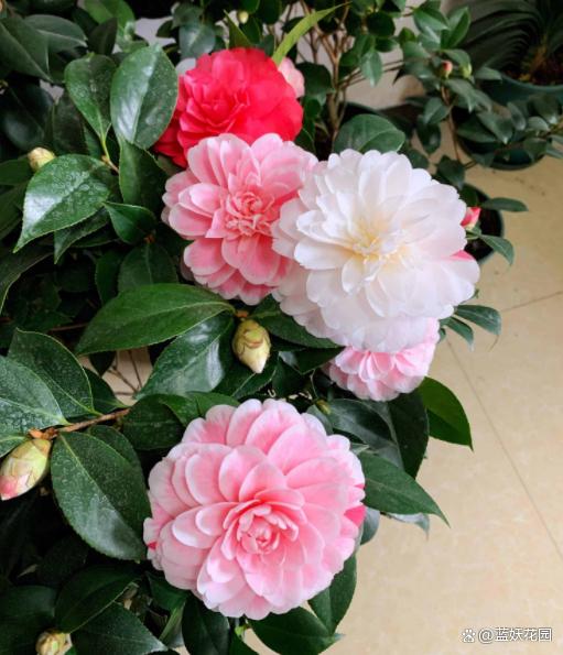 秋季盆栽换盆旺季来了，注意4个观察4点注意，换盆后盆栽长得旺