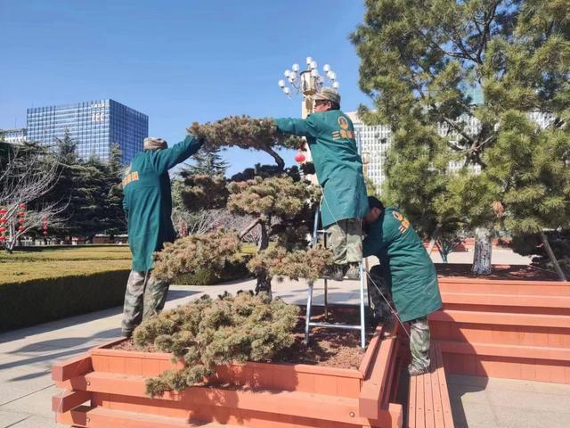 临沂市文化公园管理办公室：集中修剪景观松 打造靓丽风景线