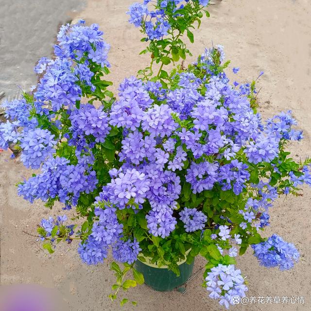 10月后养花，首选4种“爆花王”，四季轮番开，全年是花海