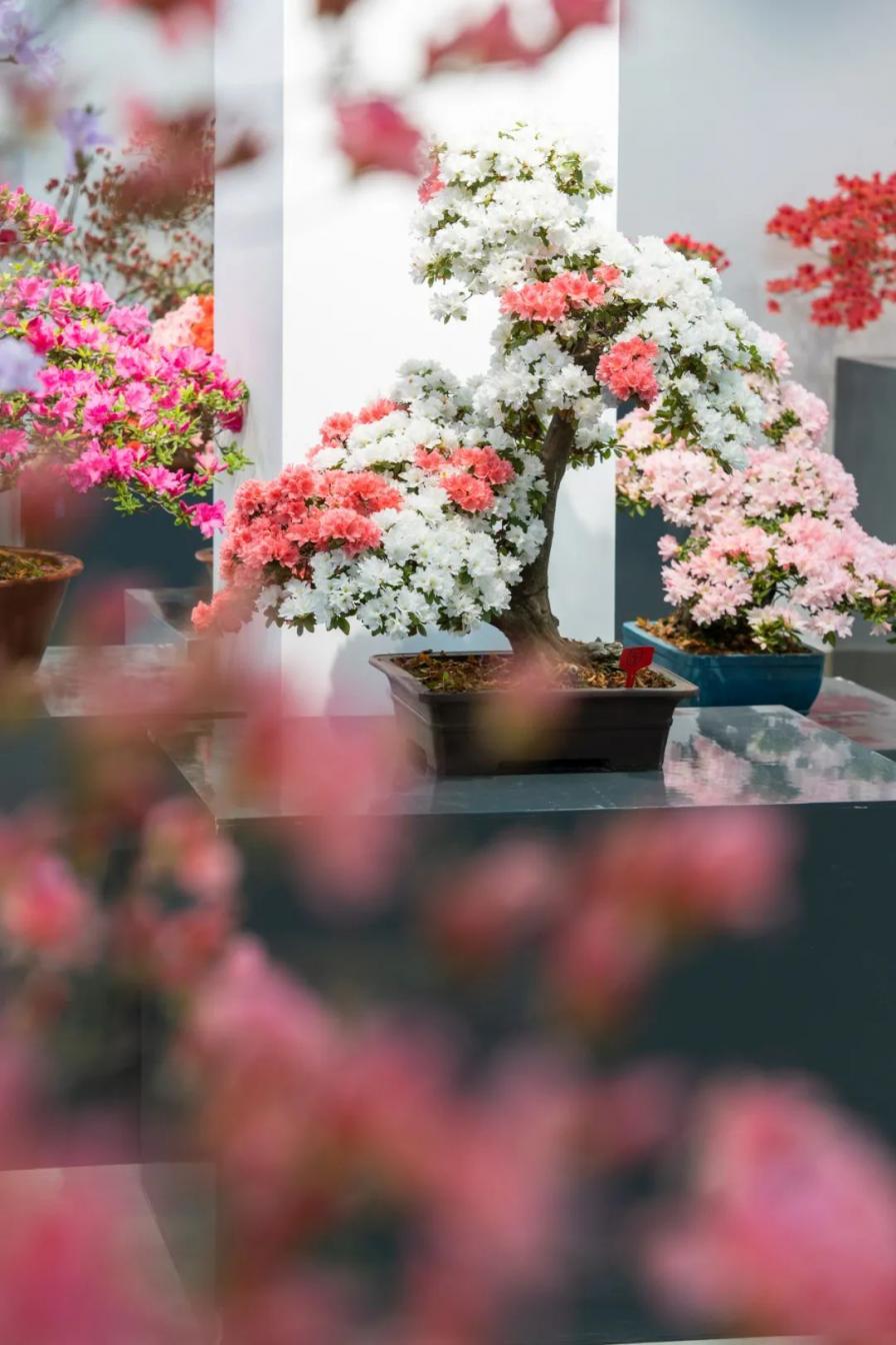 2023上海（国际）花展·滨江杜鹃花展盛装亮相