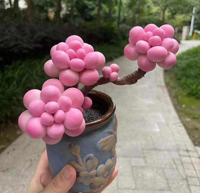多肉度夏的5个攻略，第三个攻略很少有人知道，都是老花匠的经验