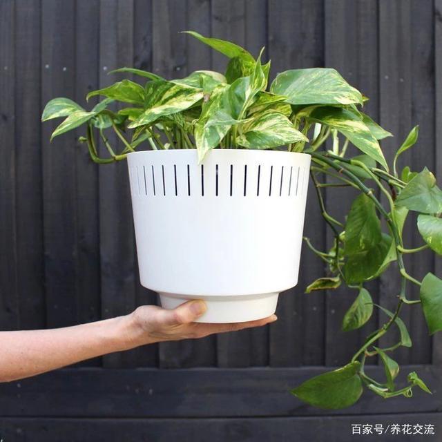 养花七大技巧，真正去提升养花技术，不能靠嘴说，你能做到吗？