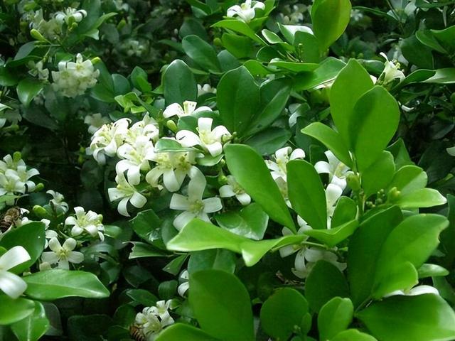 此花清新优雅，院子里养一株，香味浓郁真迷人，还可以净化空气