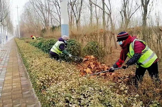 衡水市景县有序开展春季绿化养护工作