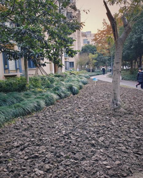 “绿茵行动”推动社区景观改造