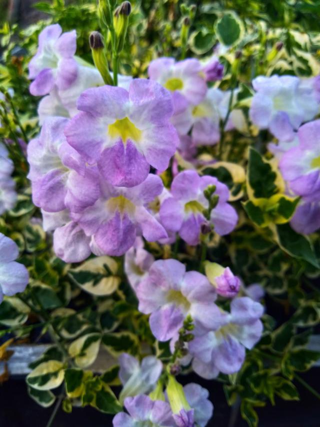 蓝色花有哪些花种