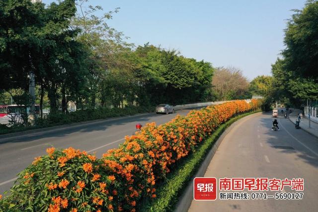 在南宁的绿化带里找春天，“这才是春天的样子”！