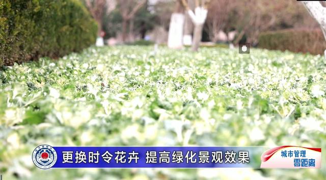 临淄：更换时令花卉 提高绿化景观效果