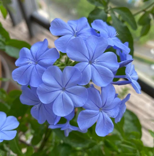 7月前，赶紧“扦插”5种花，插在土里就能活，太省心了