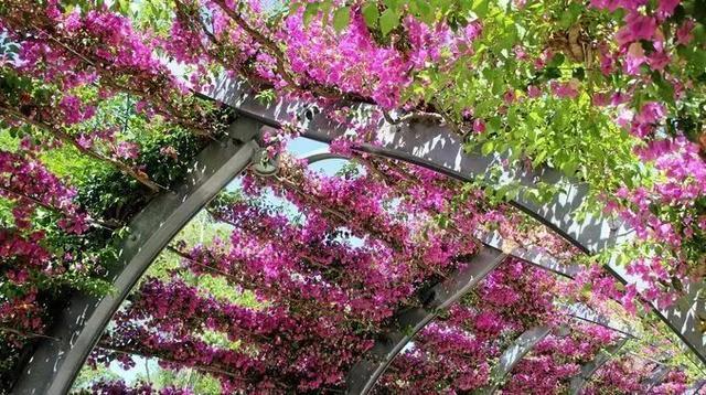 将三角梅养成爬满墙壁的花朵植物“秘诀”，还能保持常年有花朵开