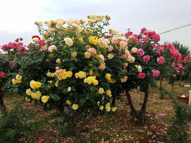 花开艳丽的树状月季，香气四溢，花色艳丽，简单易打理，值得入手
