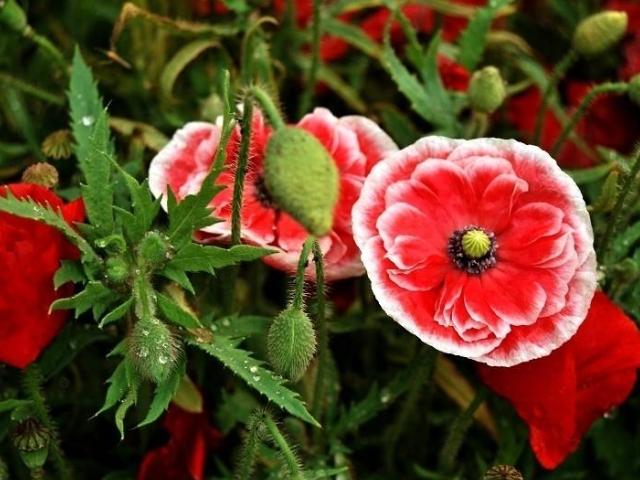 据说7种花是“晦气花”，不能养在家中，我该不该相信？被打击了