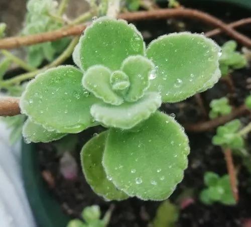 温度高，8种花再旱也“不能喷水”，不是唬人，都是花钱买的教训