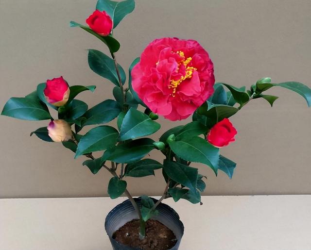 别养月季了，此花色彩娇艳，打理轻松，香气芬芳，值得入手