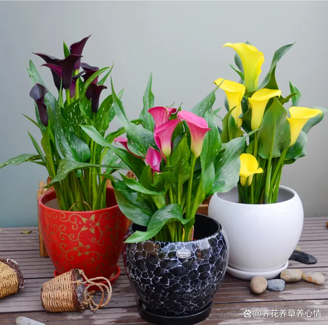 再有钱也不要养5种花，“买花一时爽，养花火葬场”，经验之谈