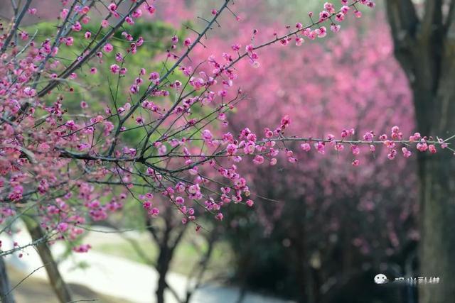 春到巩义百花开，红梅绿树正可爱！