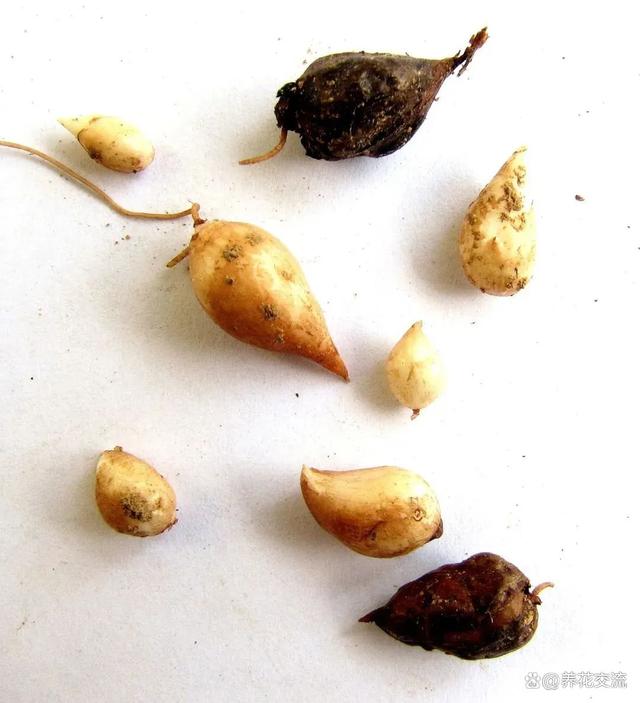 秋植酢浆草养护指南