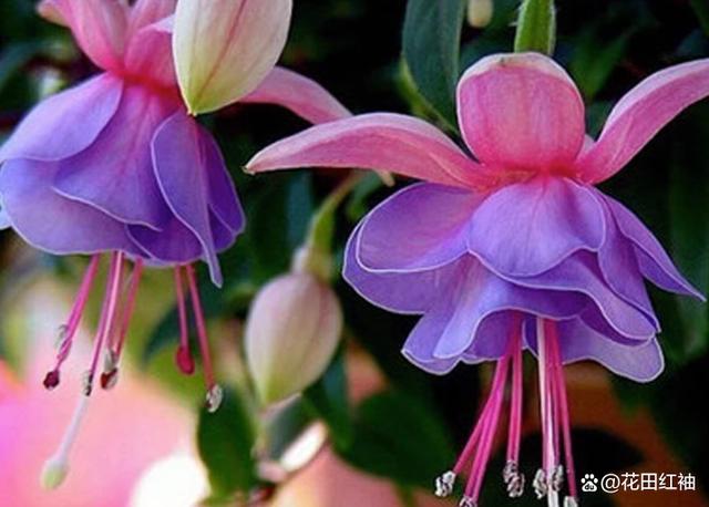 3种“霉运花”白送都没人要，其实好处多多，很多人都不知道