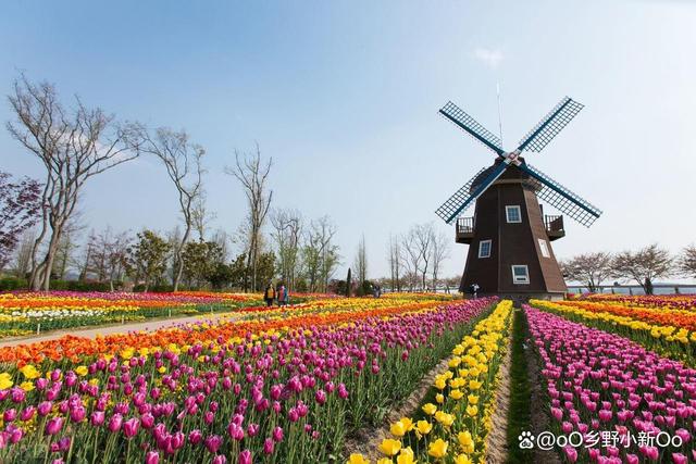花卉养护误区：常见的养花错误和如何避免它们