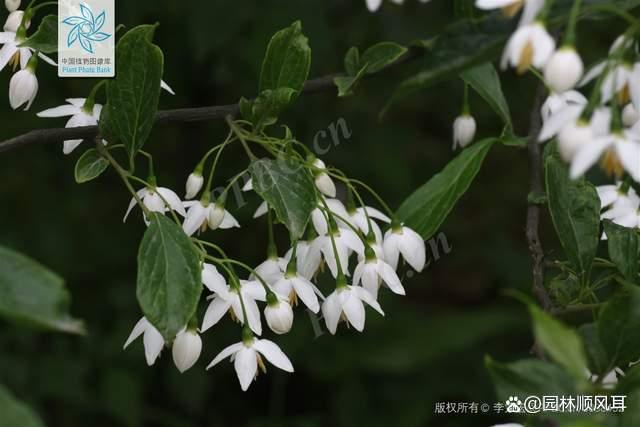 警惕四种假苗：日本雪铃树，日本四照花，英格兰山楂，欧洲鹅耳枥