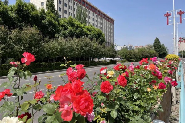 50万余株绿植扮靓霍尔果斯