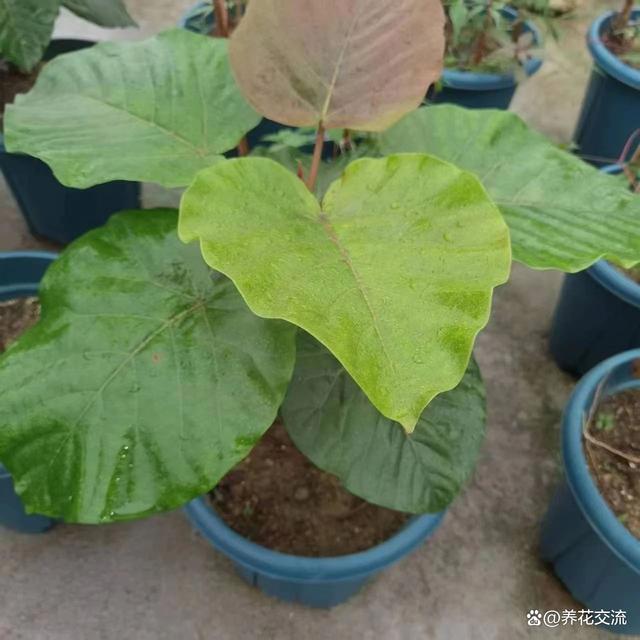 室内养不好盆栽植物的常见原因，你占了其中几个？