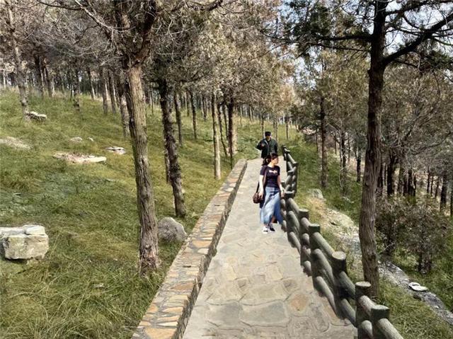 济南生态绿化项目｜美丽绿道建设、特色道路绿化、行道树品质提升篇