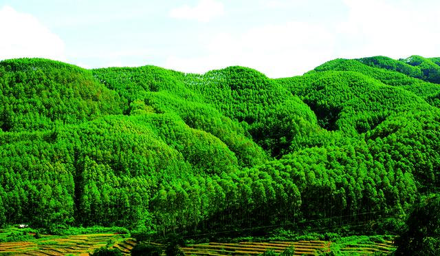 景谷县：持续做深现代林产业 擦亮绿色发展底色