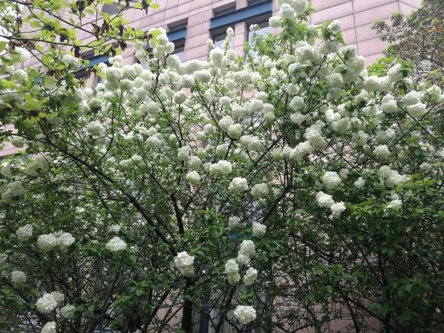 绣球中的“大哥大”，养棵中华木绣球，雪白的花瓣，人见人爱