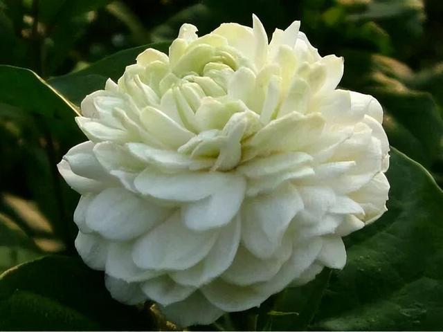 虎头茉莉——优秀的阳台盆栽花，花大芬芳颜值高，皎洁如月光