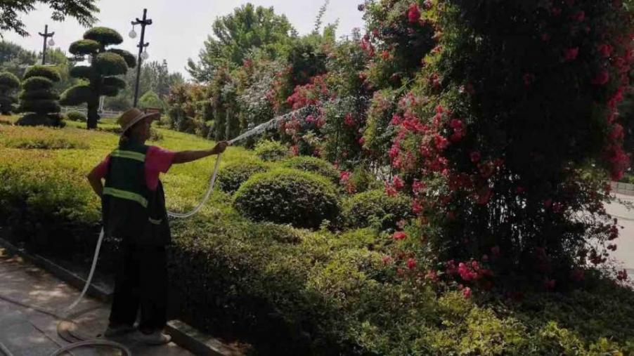 曲阜：精细管护夏季苗木 提升绿化景观效果