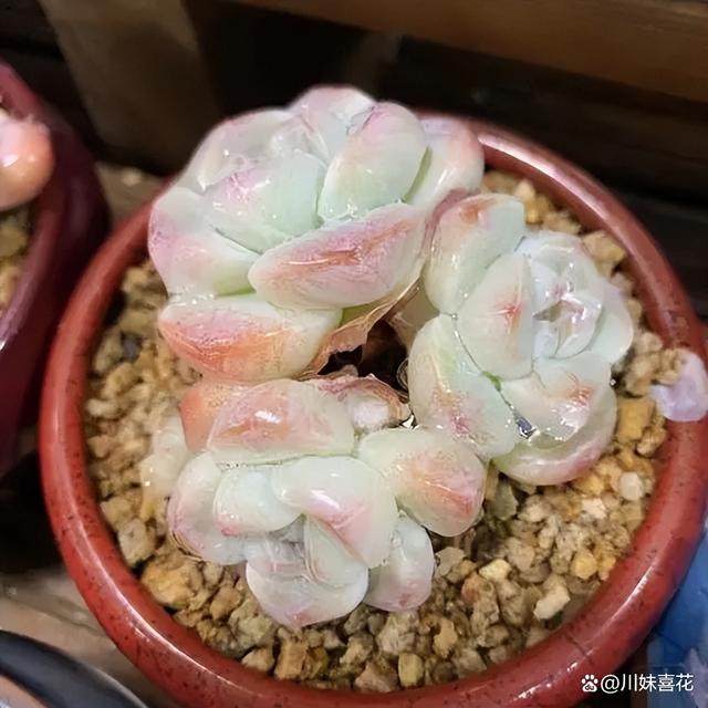 分享一种爱爆盆的多肉，叶片硬朗有格调，还能养出漂亮糖心