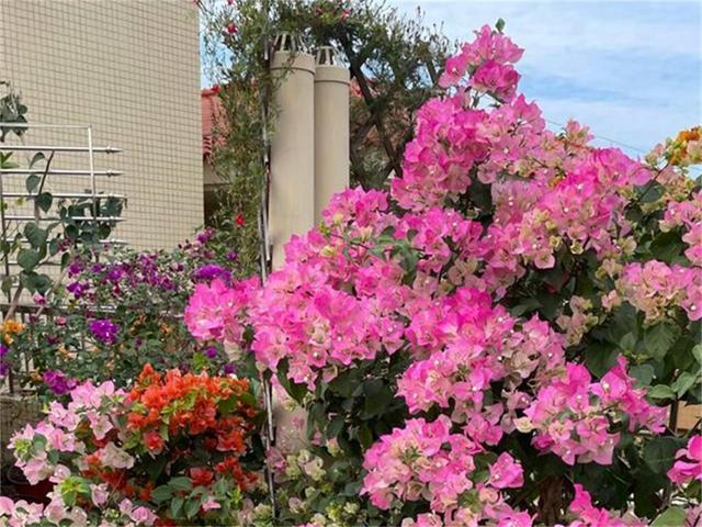 据说7种花是“晦气花”，不能养在家中，我该不该相信？被打击了