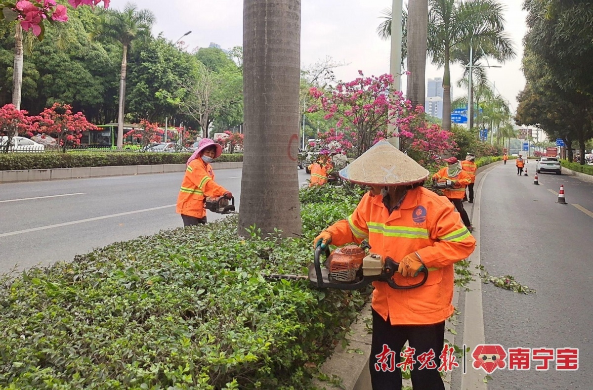 南宁市春季大修剪拉开序幕，“绣花”功夫提升城市道路绿化“颜值”