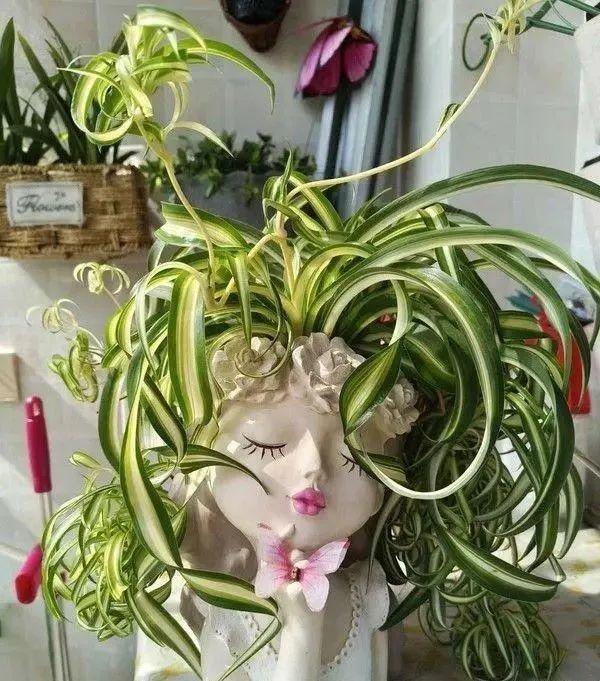 上海小姐姐用“娃娃花盆”养花，走红网络，网友：有趣又优雅