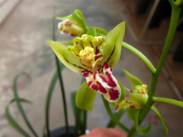 家里阳台养盆“高档”盆栽，花朵似玉狮，高雅又大气